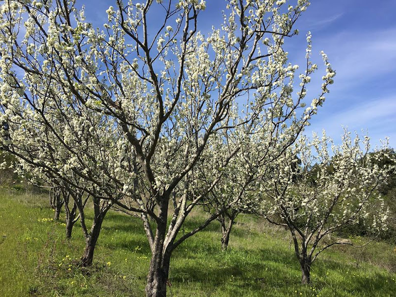 Live Earth Farm: U-Picks and Farm Stand