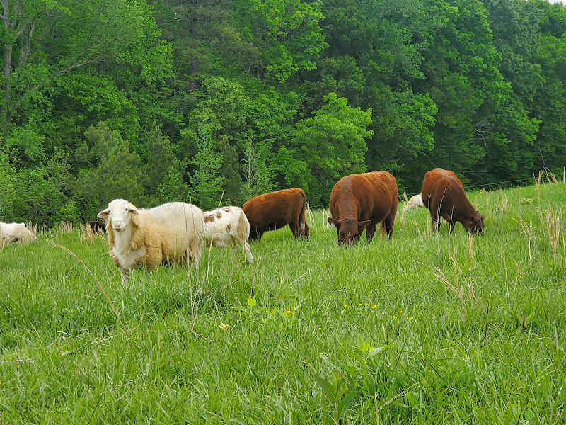 Back to Basics Ranch