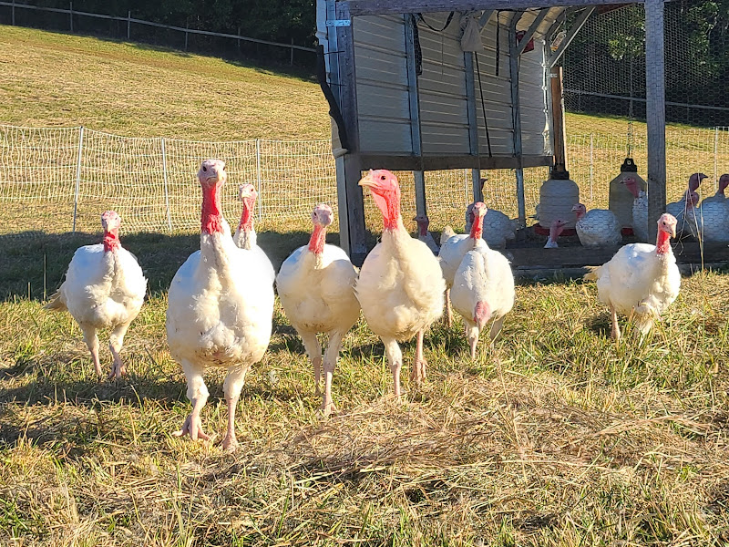 Back to Basics Ranch photo 2