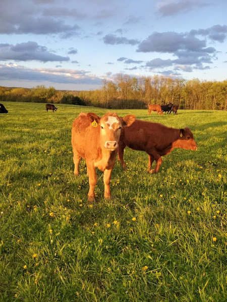 Four Oaks Family Farm photo 3