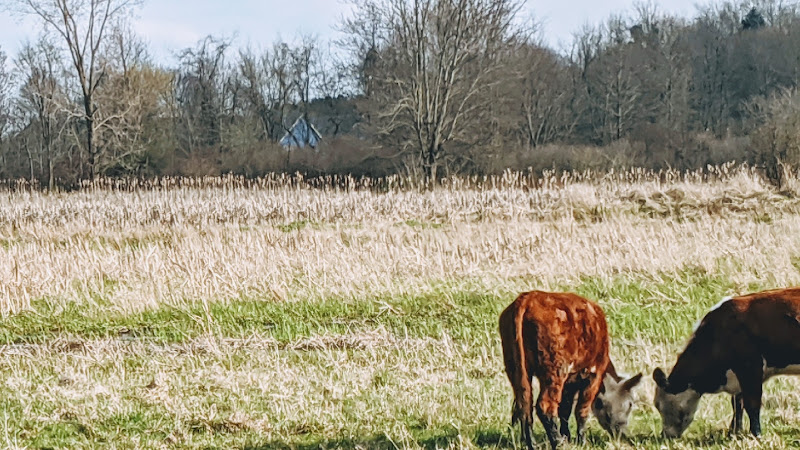 Four Oaks Family Farm photo 4