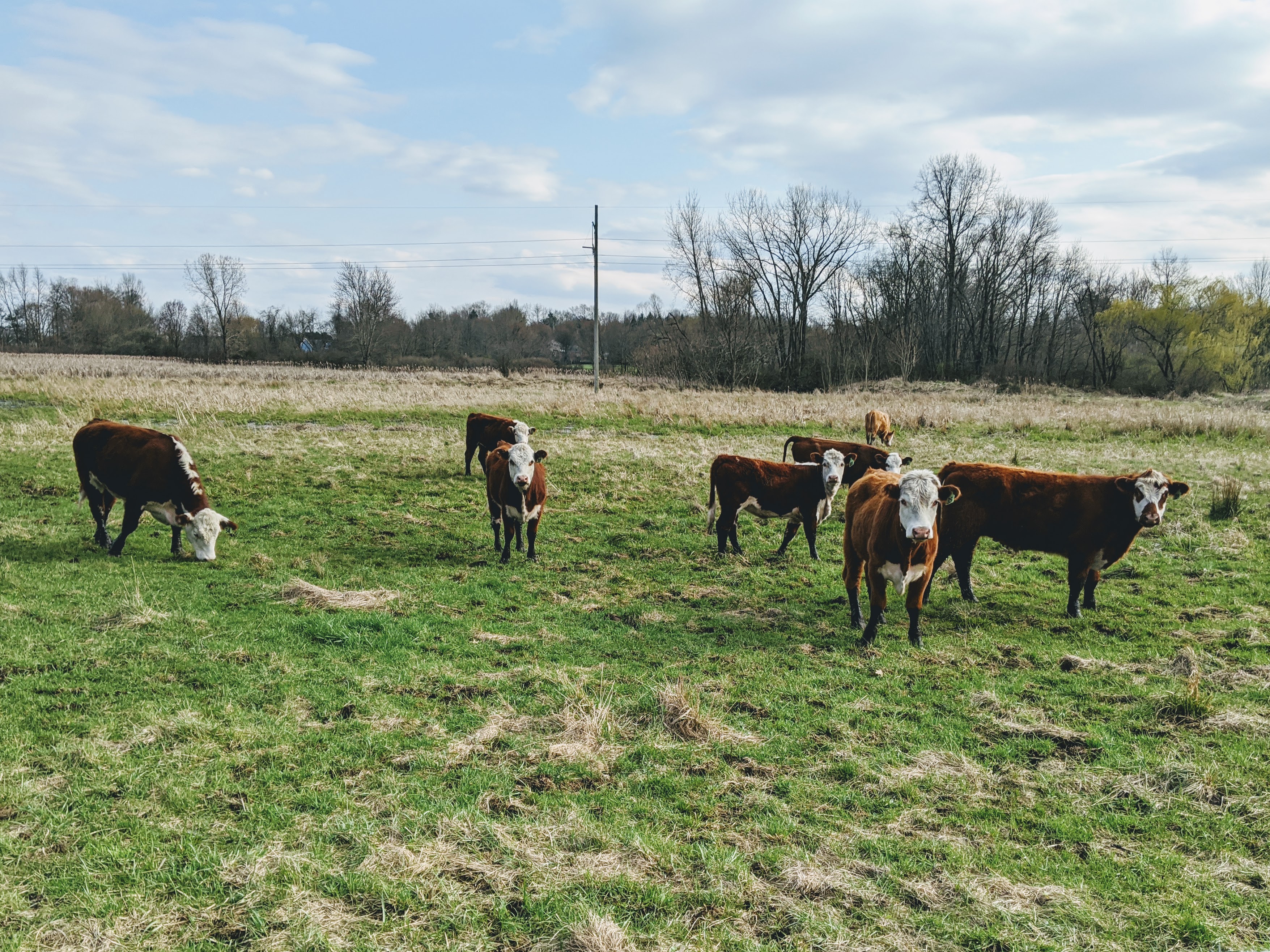 Four Oaks Family Farm