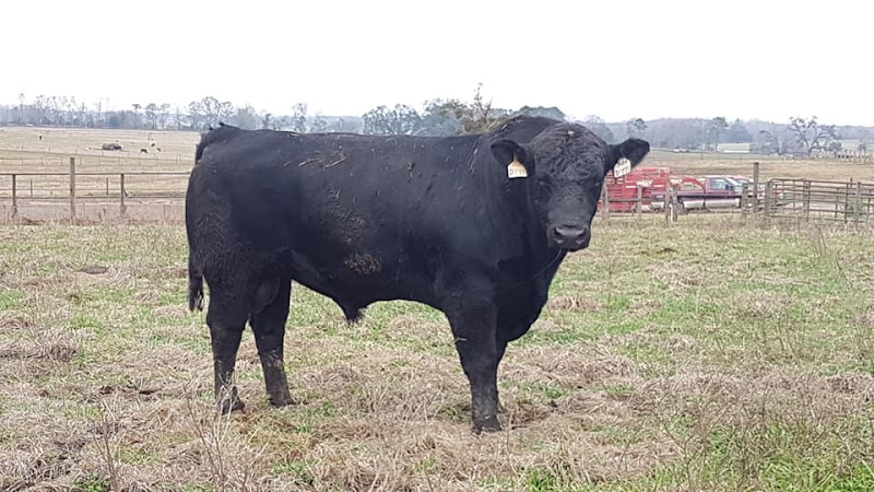 E&C Cattle Ranch photo 7