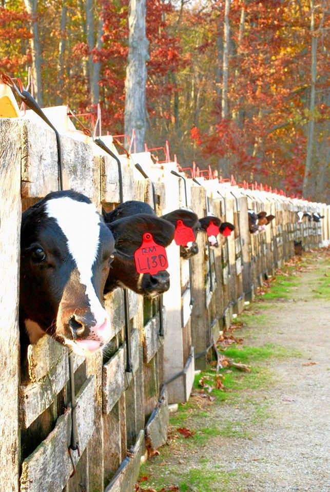 Clarion Farms photo 4