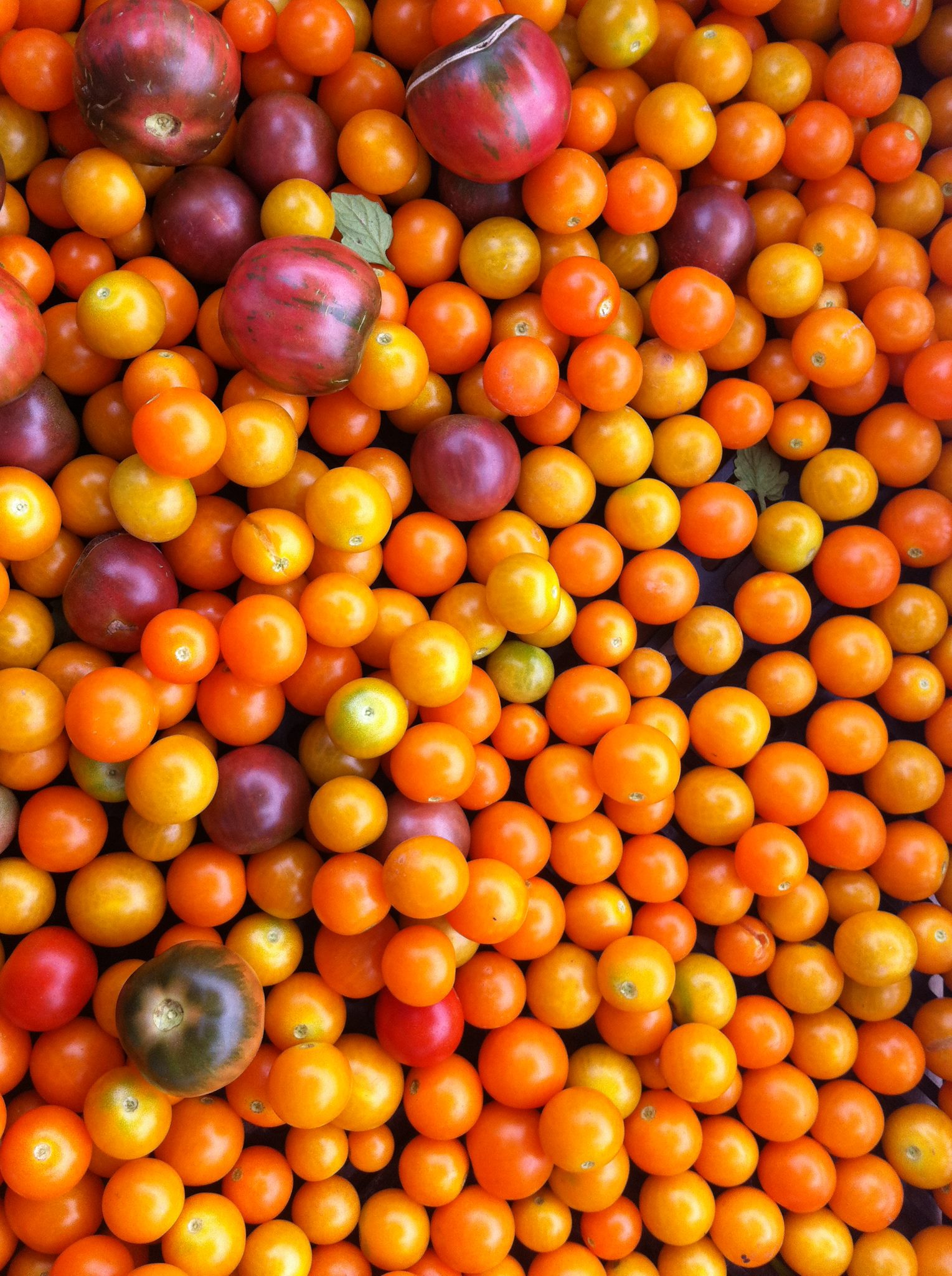 Common Roots Urban Farm