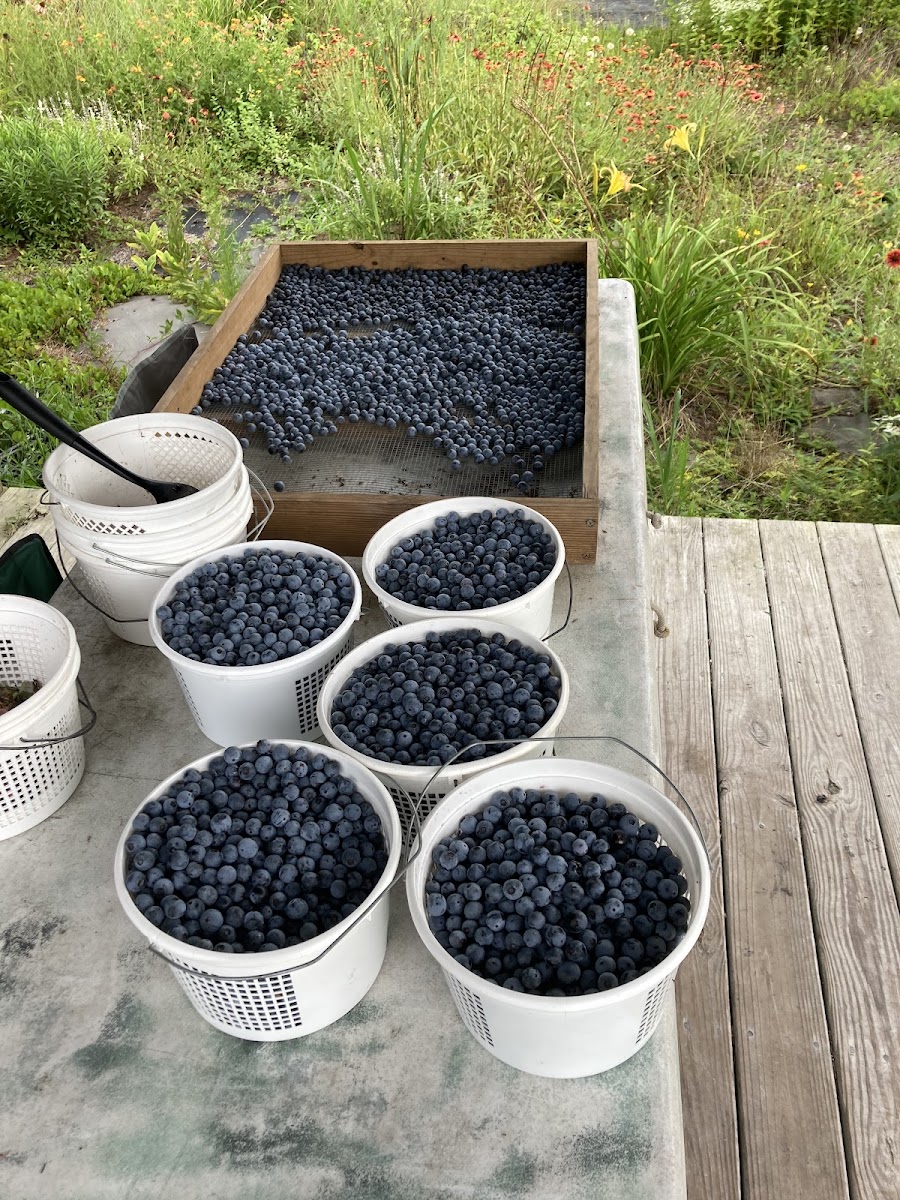 Blue Pearl Farms photo 2