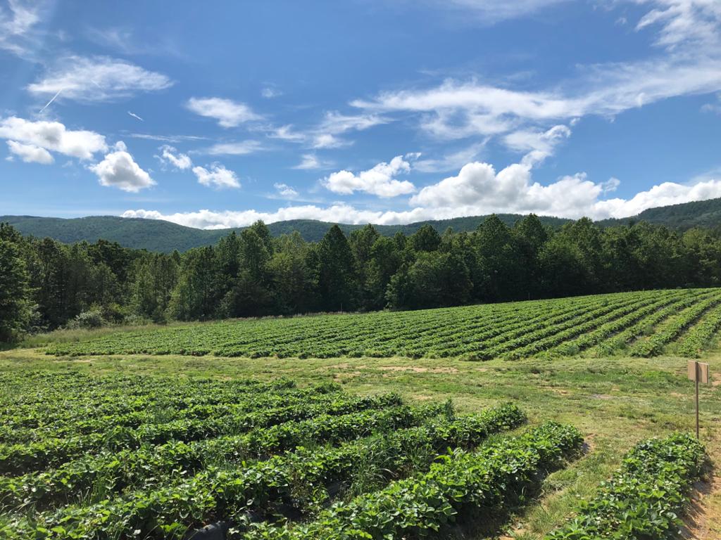 Critzer Family Farm photo 2