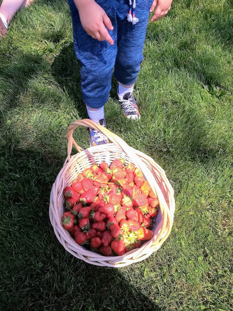 Critzer Family Farm photo 3