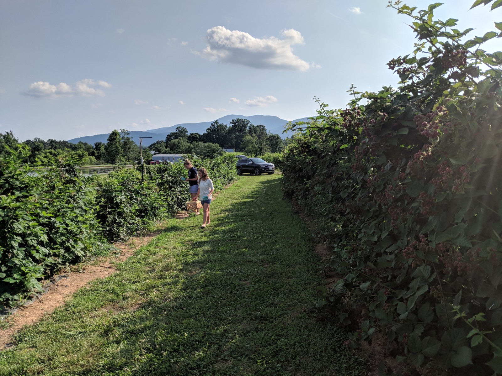 Critzer Family Farm photo 6