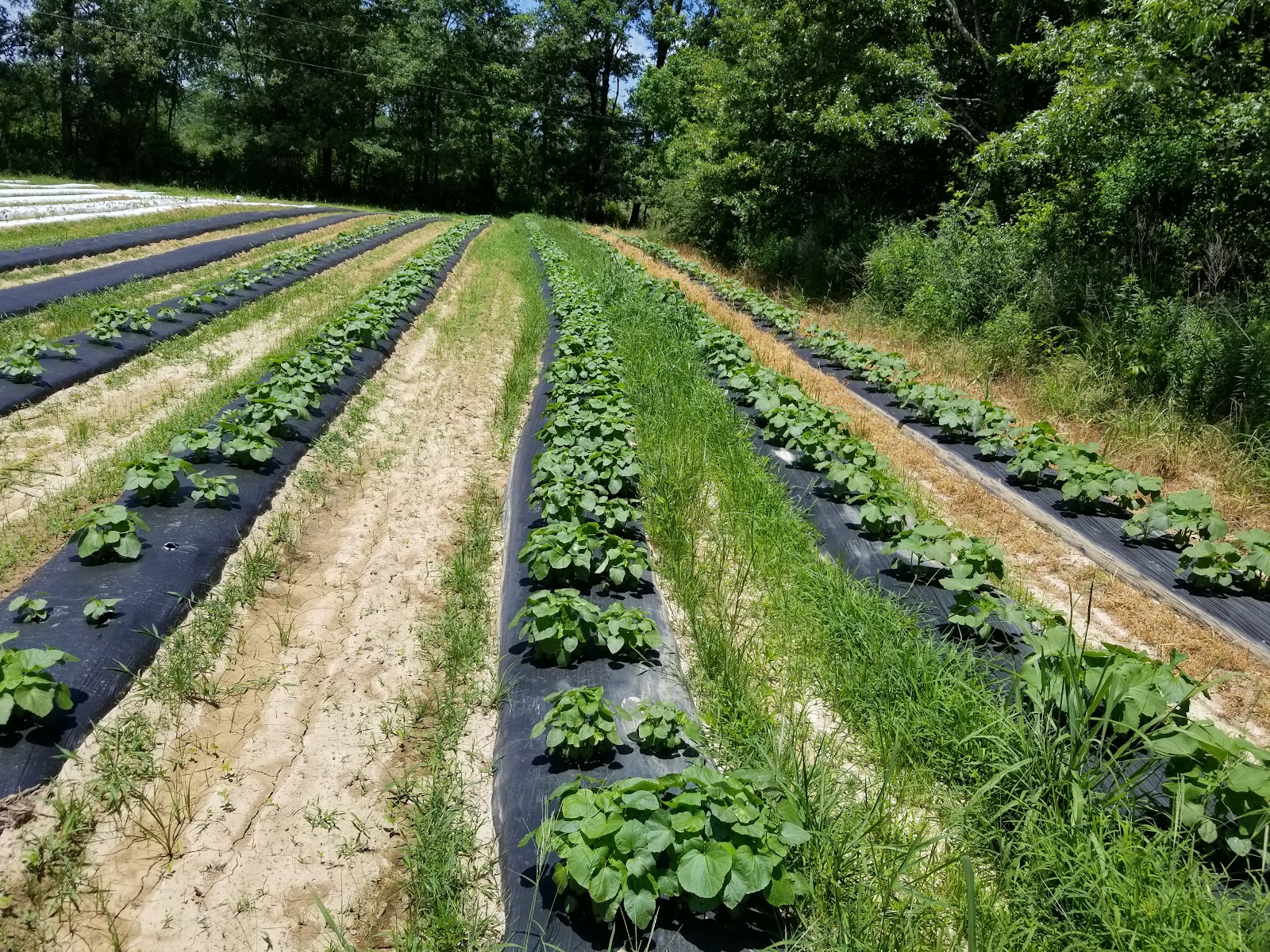 Footprint Farms LLC