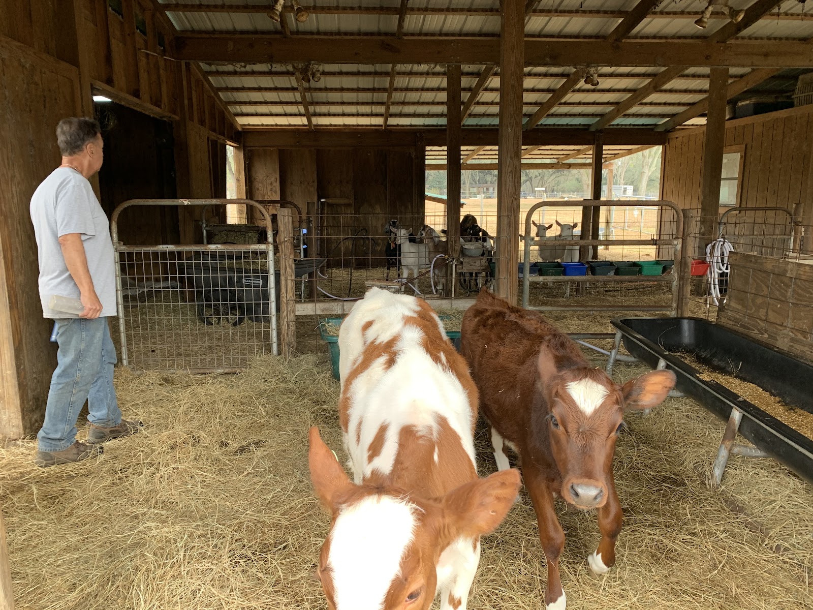 Glades Ridge Goat Dairy photo 2