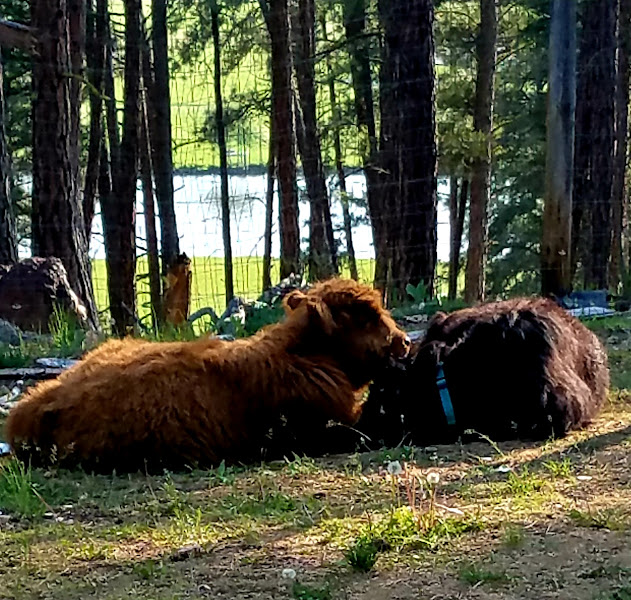 Big Sky Natural Beef Inc