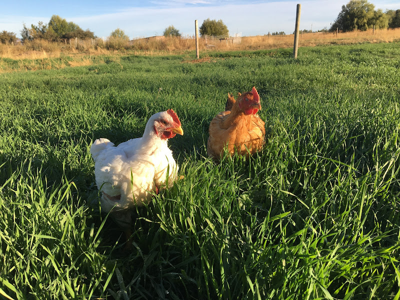 Boykin Family Farmstead