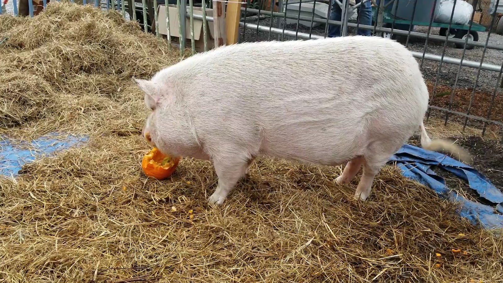 Greensgrow Farms photo 3