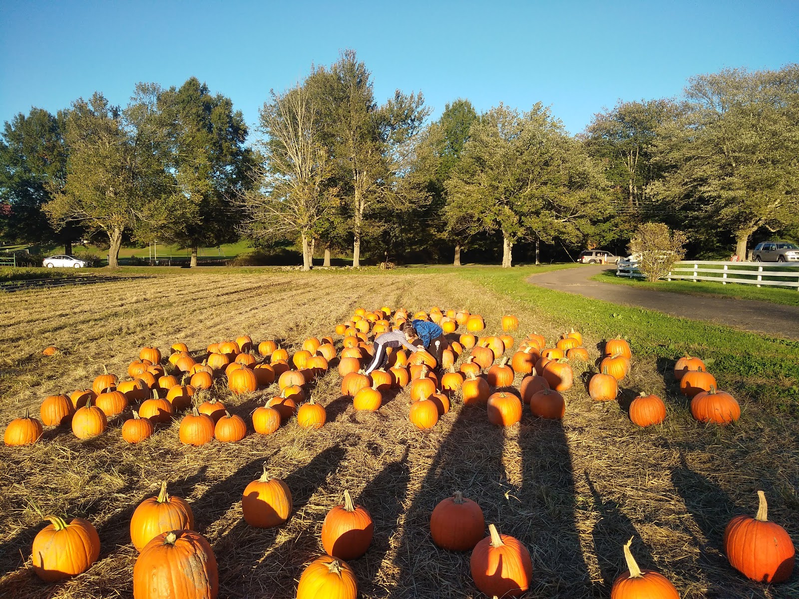 Silverman's Farm photo 5