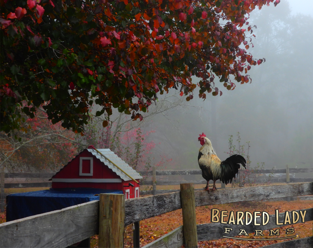 Bearded Lady Farms