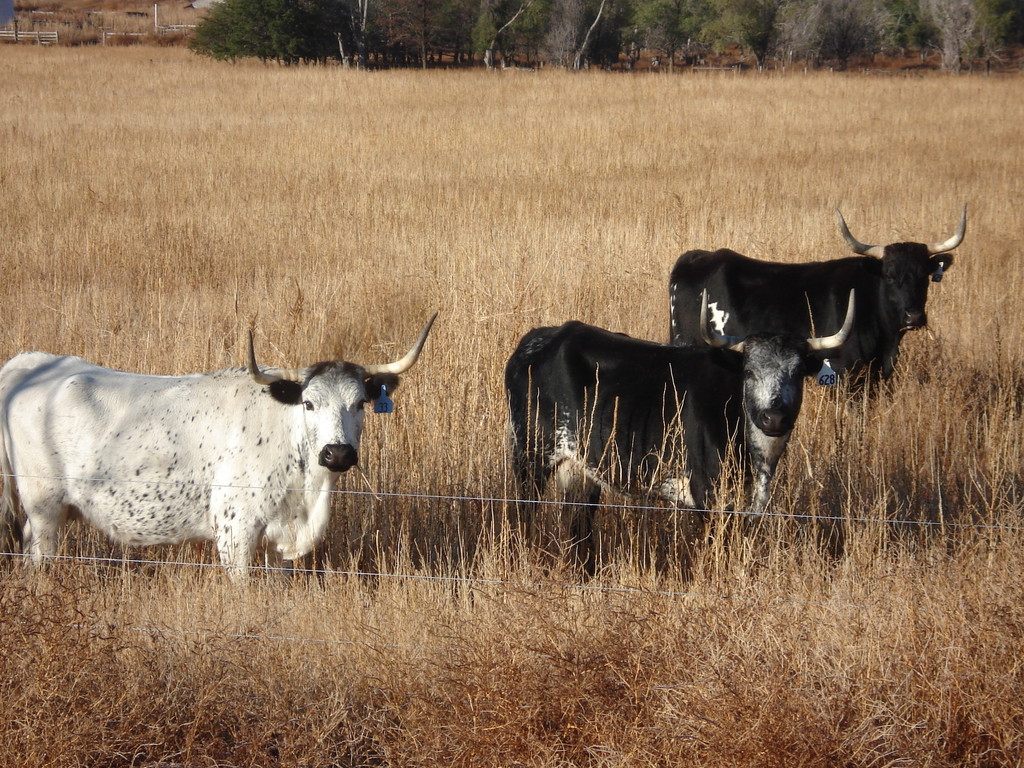 Beaver Creek Buffalo