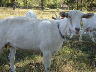 Honey Milk Farms photo 2
