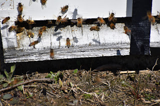 Honey Milk Farms photo 12
