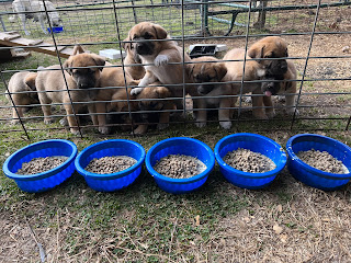 Honey Milk Farms photo 14