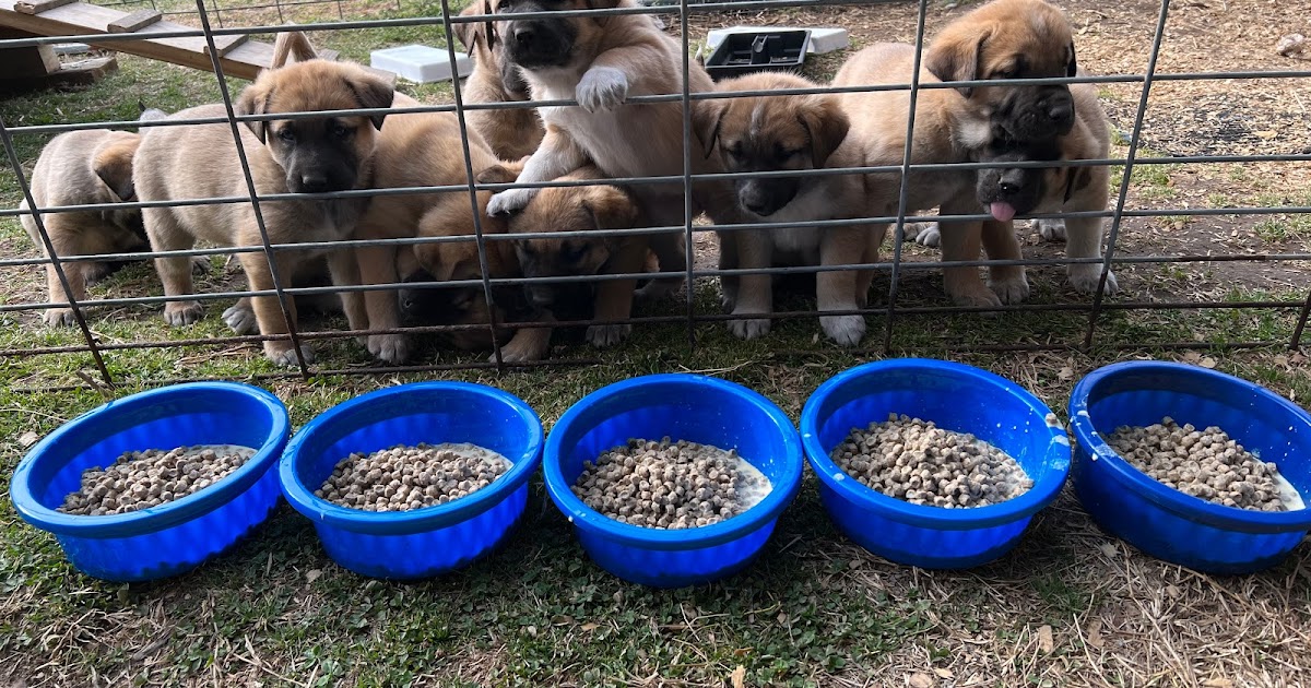 Honey Milk Farms photo 15