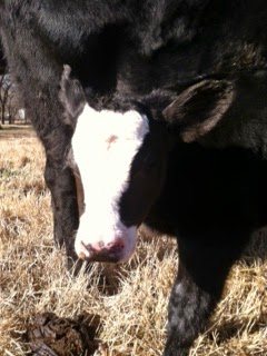 Honey Milk Farms photo 22