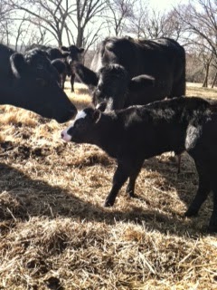 Honey Milk Farms photo 23