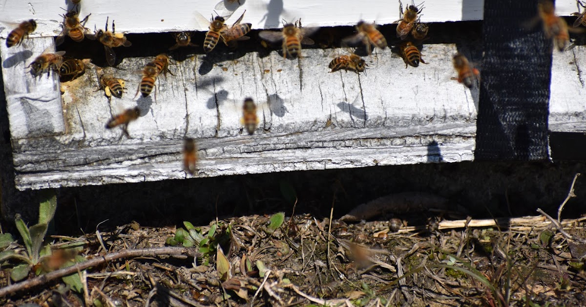 Honey Milk Farms photo 5