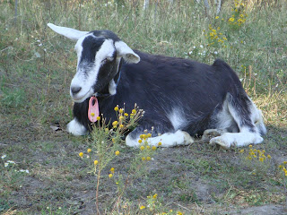 Honey Milk Farms photo 8
