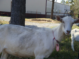 Honey Milk Farms photo 9