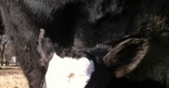 Honey Milk Farms photo 10