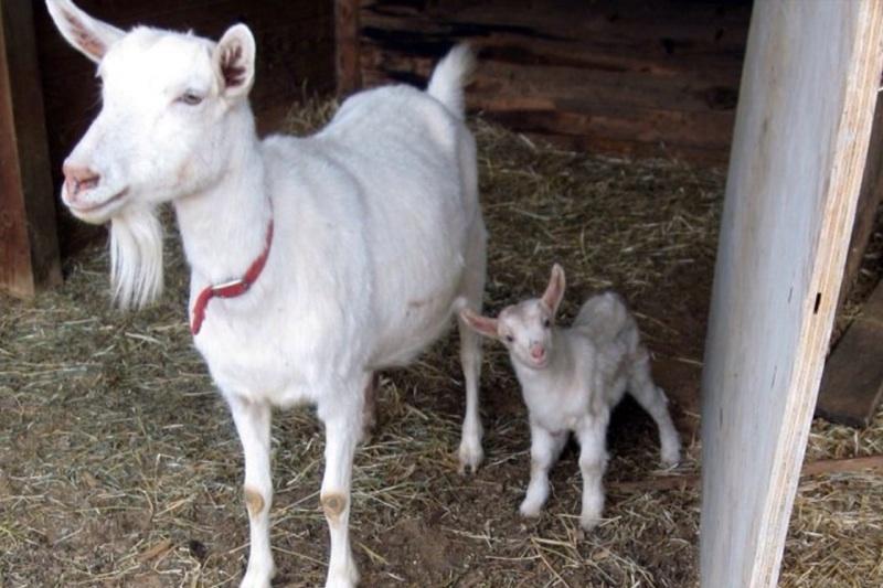 Betty's Best Goat Products