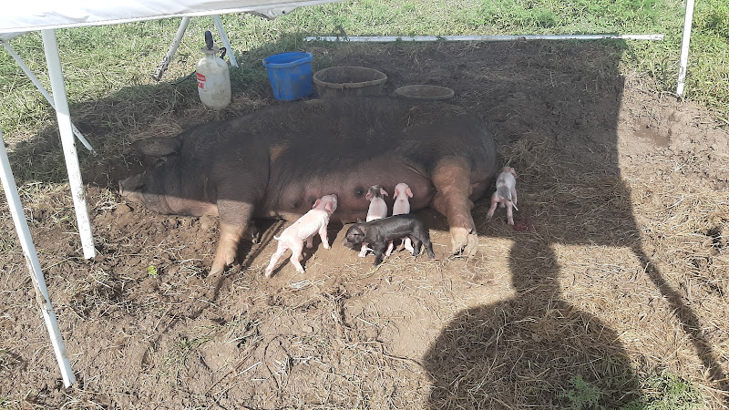 Be Whole Again Farm – Kansas City photo 5