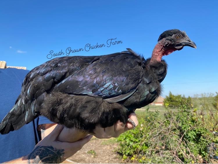 Greener Pastures Chicken