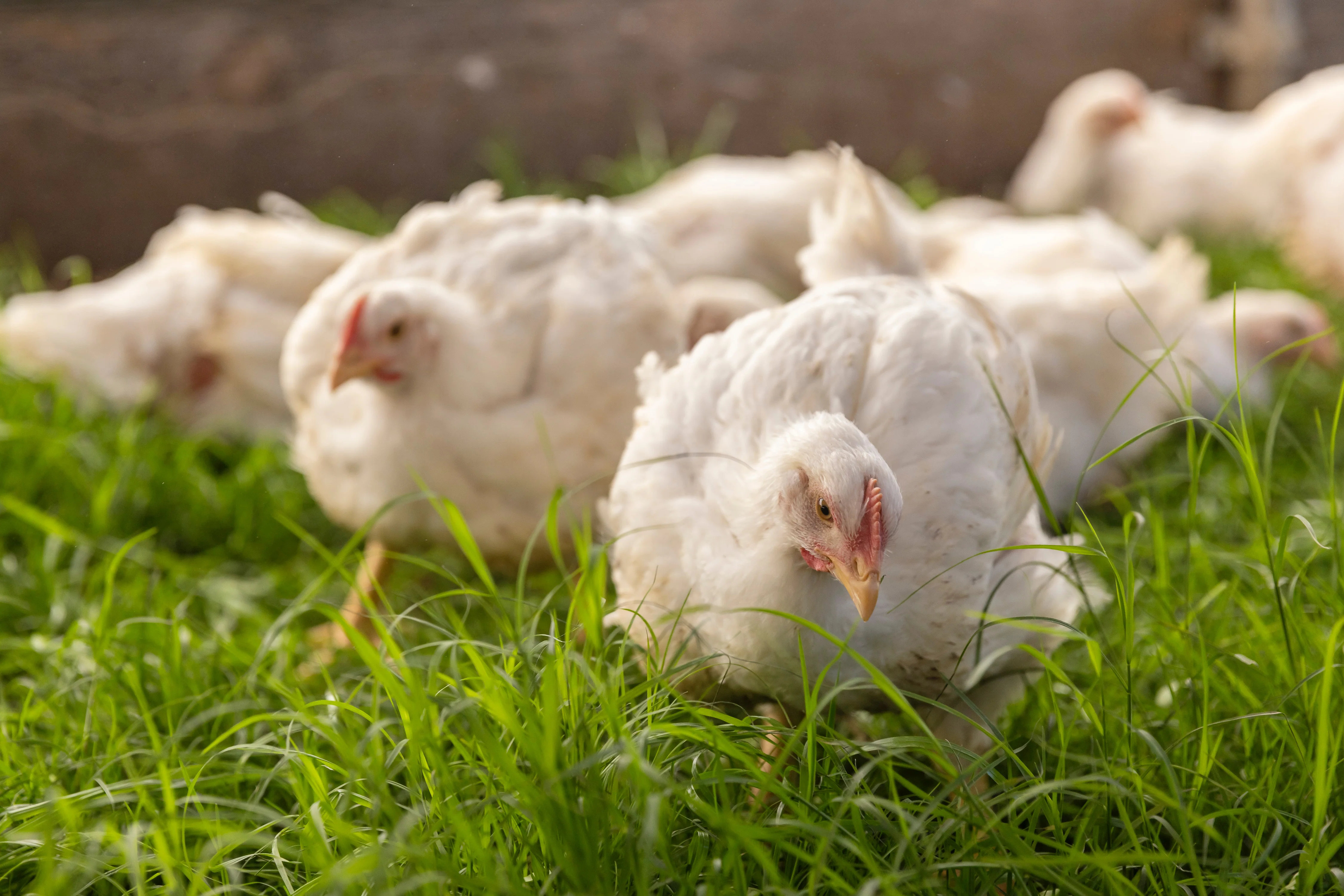 Greener Pastures Chicken photo 2