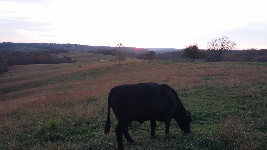 Black Angus Springs Farm