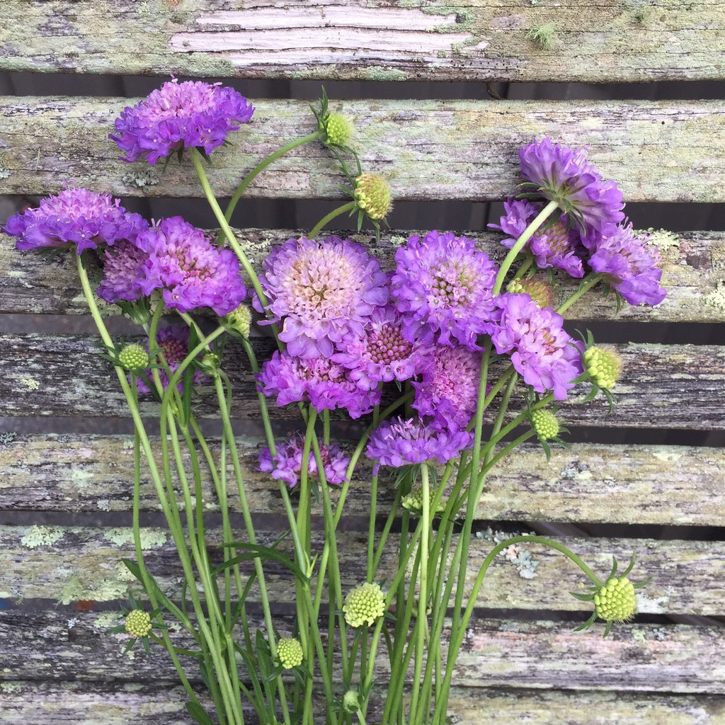 Blue Ridge Blooms
