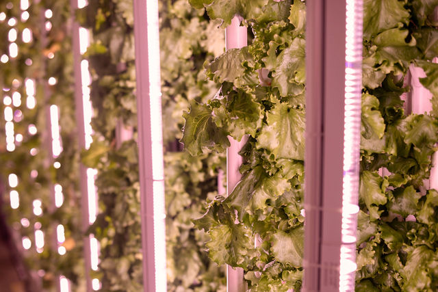 Boterna Vertical Farms