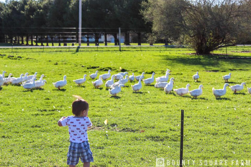 Bounty Square Farm
