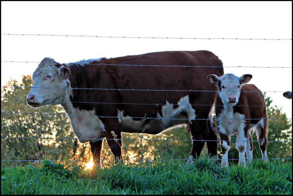 Buck Berry Farms