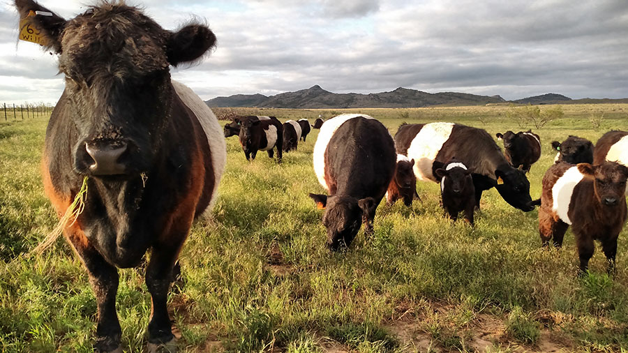 Buffalo Dream Ranch & Services