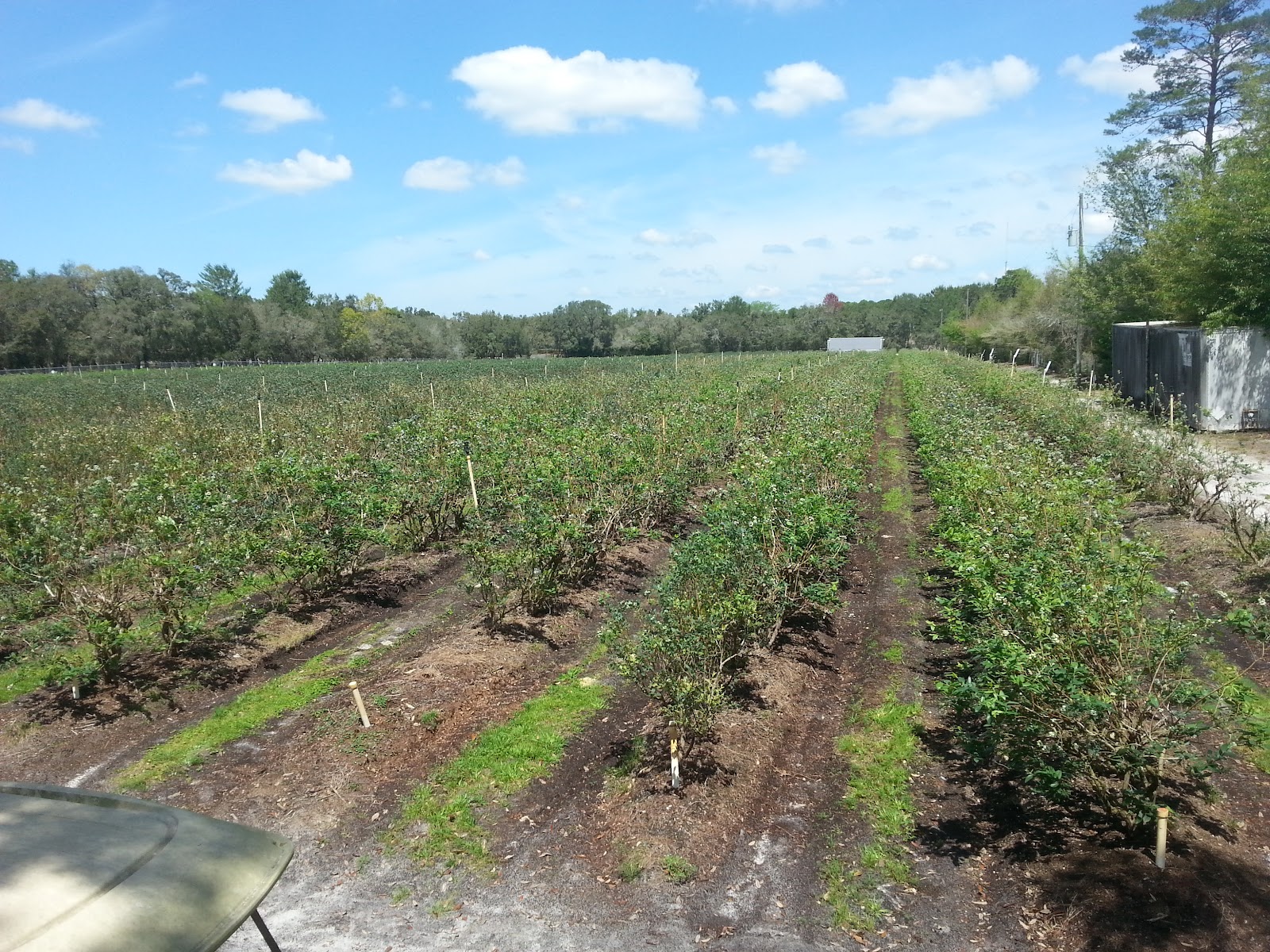 LifeGlow Organic Farm photo 3