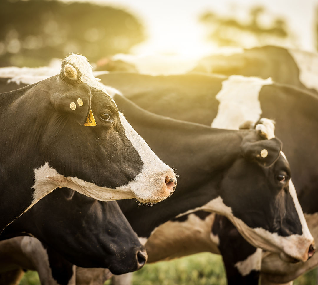 Happy Cow Creamery, Inc. photo 19