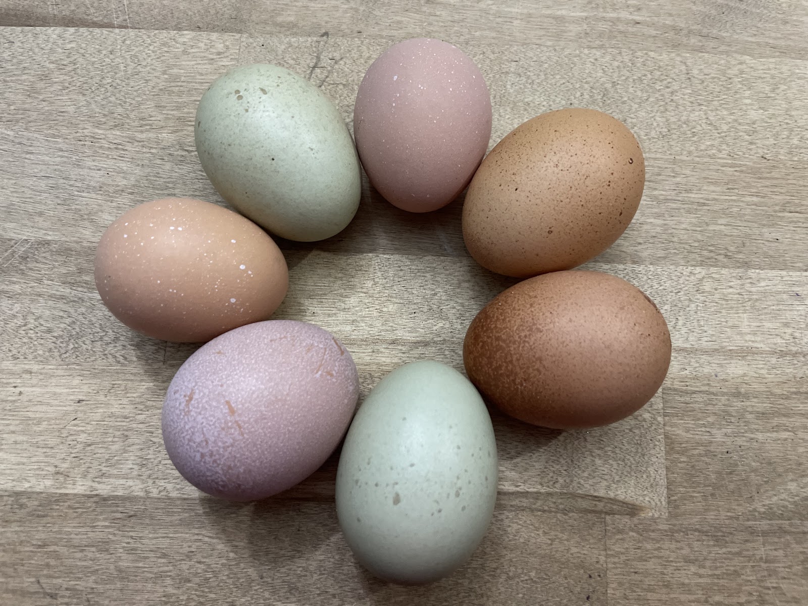 Los Pollitos Family Farm photo 2