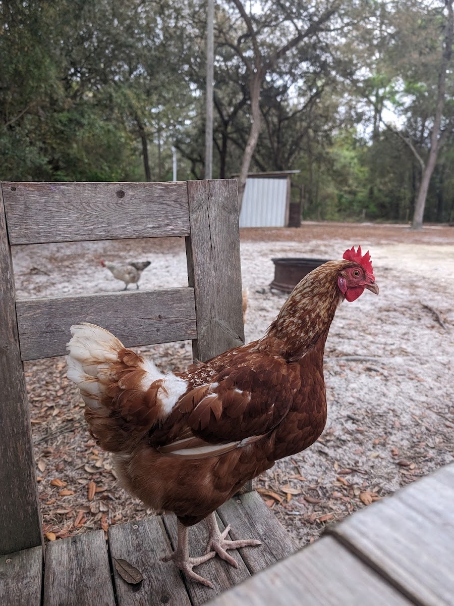 Los Pollitos Family Farm photo 3