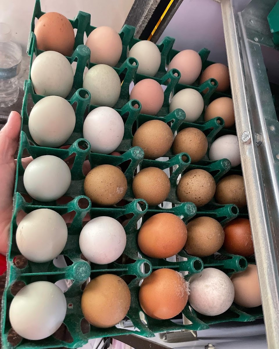 Los Pollitos Family Farm photo 4