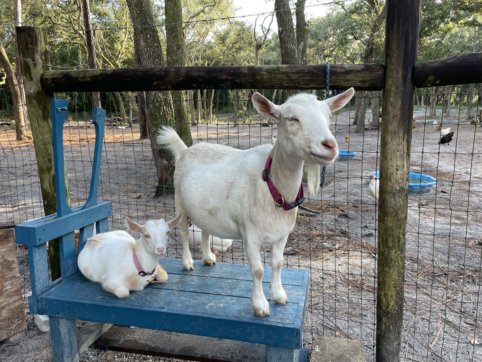 Los Pollitos Family Farm photo 5