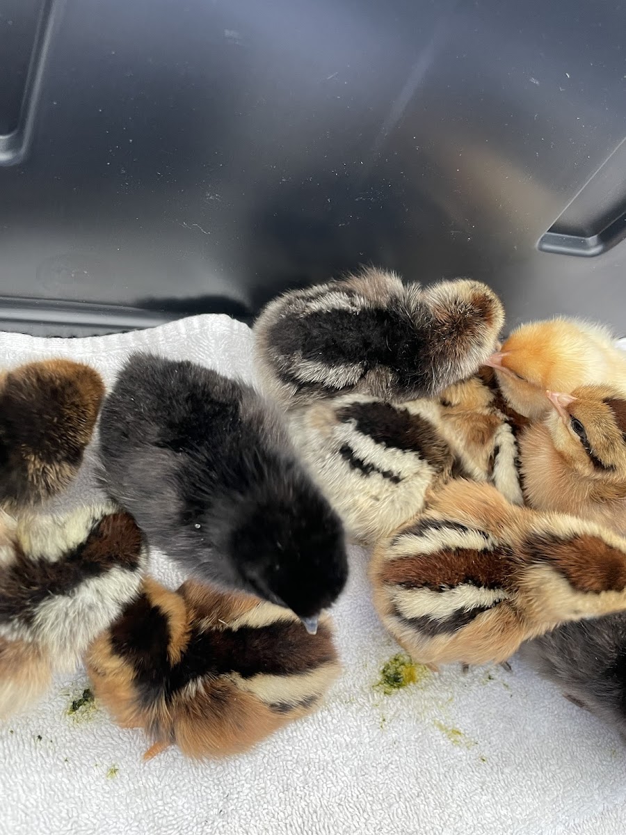 Los Pollitos Family Farm photo 6