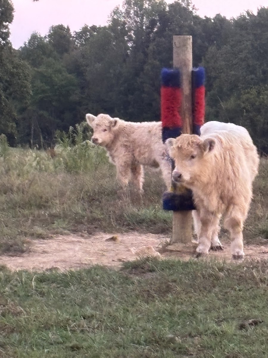 Dandelion Hill Farm photo 2