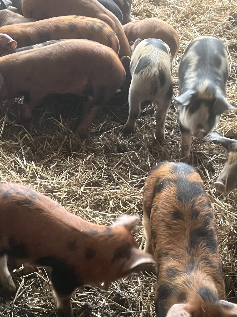Cedar Hill Farm